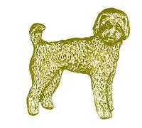 Labradoodle Dog pp-d27 3.5x3.8cm GOLD CHROME FINISH English Pewter pin badge with butterfly clasp clip