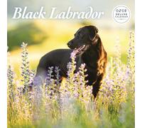 Labrador Black 2025 Deluxe Calendar