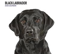 Labrador Black 2026 Modern Calendar