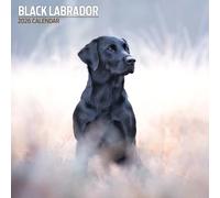 Labrador Black 2026 Traditional Calendar