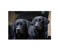 Labrador dogs - blank greeting card with envelope. Large A5 size