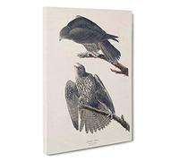 Labrador Falcons by John James Audubon Canvas Print | Gallery Wrapped 30mm Frame Wall Art | 30x20 inches | Ready to Hang | Modern Animal Picture | Living Room Bedroom Lounge Office