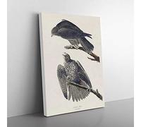 Labrador Falcons By John James Audubon Vintage Canvas Wall Art Print Ready to Hang, Framed Picture for Living Room Bedroom Home Office Décor, 60x40 cm (24x16 Inch)