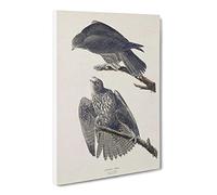 Labrador Falcons By John James Audubon Vintage Canvas Wall Art Print Ready to Hang, Framed Picture for Living Room Bedroom Home Office Décor, 20x14 Inch (50x35 cm)