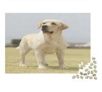 Labrador Retriever 1000 Pc Jigsaw Puzzle Recycled Paper Yellow Lab Standing on Open Grassy Field for Adults Educational Game Decompression Impossible Hard Challenge Gift 52x38cm/1000pcs