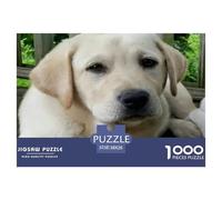 Labrador Retriever 1000 Pieces Puzzle Game - Puppy Lab Lying on Deck The Whole Family Fun And Challenging Activity for Home Decompression38x26cm/1000pcs