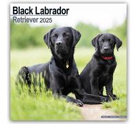 Labrador Retriever Black Square Wall Cal by Avonside Publishing Ltd | 2024