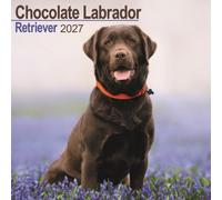 Labrador Retriever Chocolate Wall