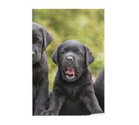 Labrador Retriever Dog Printed Wooden Puzzle 300 Piece, Cute Puzzle Game in Plastic Box for Family Entertainment and Brain Training Gifts