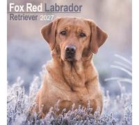 Labrador Retriever Fox Red Wall