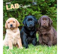 Labrador Retriever Puppies - Labrador Retriever Welpen 2026 - 16-Monatskalender: Original BrownTrout-Kalender [Mehrsprachig] [Kalender]