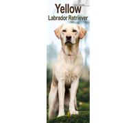 Labrador Retriever Yellow Slim
