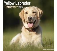 Labrador Retriever Yellow Calendar 2025 Square Dog Breed Wall Calendar - 16 Mon
