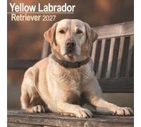Labrador Retriever Yellow Wall