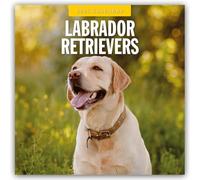 Labrador Retrievers 2025 Square Wall Calendar by Red Robin 9781804424810