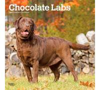 Labrador Retrievers, Chocolate 2027 Square Flap: Original BrownTrout-Kalender [Mehrsprachig] [Kalender] (Chocolate Labrador Retrievers | 2027 12 x 24 ... | BrownTrout | Animals Dog Breeds)