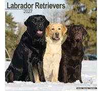 Labrador Retrievers (Chocolate, Black, Yellow, Fox Red) 2027 Calendar | Square Wall Calendar | Dog Breed Gift | Plastic Free Packaging | by Avonside Publishing