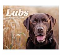 Labrador Retrievers Desk Calendar 2026
