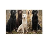 Labrador Retrievers Dogs Black Golden White Brown1