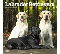 Labrador Retrievers - Labrador Retriever 2026 - 16-Monatskalender: Original BrownTrout-Kalender [Mehrsprachig] [Kalender]