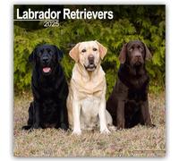 Labrador Retrievers Mixed Calendar 2025 Square Dog Breed Wall Calendar - 16 Mon