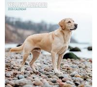 Labrador Yellow 2026 Traditional Calendar