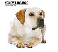 Labrador Yellow Modern 2024 Calendar