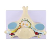 LABRIMP Enlarged Cervical Spine Model and Nerve Anatomy Study Aid with Spinal Cord Pvc Anatomical Model for Teaching and Anatomy Classroom Use