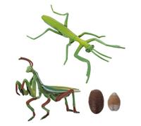 LABRIMP Realistic Mantis Life Cycle Figurine for Early Education Insect Growth Model for Nature Cognition and Preschool Learning for Storytelling and Science Teaching Tools