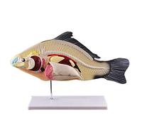 Labs Fish Dissection Model with Detachable Viscera Organ Biological Animal Model for Aquaculture Junior High School Biology Teaching Demonstration Aids & Educational Materials for School hom