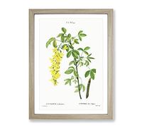Laburnum Flowers In Yellow By Pierre Joseph Redoute Vintage Framed Print | A3 Oak Framed Wall Art | Ready to Hang | Classic Floral Picture | Living Room Bedroom Lounge Office