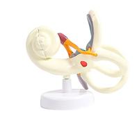 Labyrinth of Inner Ear Semicircular Canal Zoom in Model, Human Otology Cochlear Ossicle Ear Anatomical Model