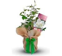 Lace Anniversary Rose Bush - 13th Anniversary Roses - Gift Wrapped Rose Bush To Celebrate a Lace Wedding Anniversary (1 Plant)