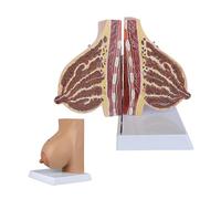 Lactating Breast Model with 12 Parts - Anatomical Educational Model for Teaching Pathological Breast Manifestations