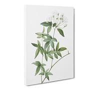Lady Bank'S Rose In White By Pierre Joseph Redoute Canvas Print | Gallery Wrapped 30mm Frame Wall Art | 20x14 inches | Ready to Hang | Retro Floral Picture | Living Room Bedroom Lounge Office