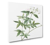 Lady Bank's Rose in White by Pierre Joseph Redoute Canvas Print | Gallery Wrapped 30mm Frame Wall Art | 20x20 inches | Ready to Hang | Retro Floral Picture | Living Room Bedroom Lounge Office