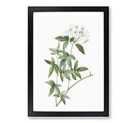 Lady Bank's Rose in White by Pierre-Joseph Redoute Framed Print | A2 Black Framed Wall Art | Ready to Hang | Modern Floral Picture | Living Room Bedroom Lounge Office