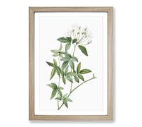 Lady Bank's Rose in White by Pierre-Joseph Redoute Framed Print | A2 Oak Framed Wall Art | Ready to Hang | Modern Floral Picture | Living Room Bedroom Lounge Office
