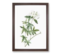 Lady Bank's Rose in White by Pierre-Joseph Redoute Framed Print | A2 Walnut Framed Wall Art | Ready to Hang | Modern Floral Picture | Living Room Bedroom Lounge Office