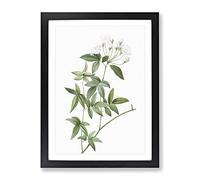 Lady Bank'S Rose In White By Pierre Joseph Redoute Vintage Framed Print | A2 Black Framed Wall Art | Ready to Hang | Classic Floral Picture | Living Room Bedroom Lounge Office