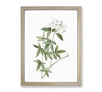 Lady Bank'S Rose In White By Pierre Joseph Redoute Vintage Framed Print | A2 Oak Framed Wall Art | Ready to Hang | Classic Floral Picture | Living Room Bedroom Lounge Office