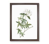 Lady Bank'S Rose In White By Pierre Joseph Redoute Vintage Framed Print | A4 Walnut Framed Wall Art | Ready to Hang | Classic Floral Picture | Living Room Bedroom Lounge Office