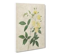 Lady Bank'S Rose In Yellow By Pierre Joseph Redoute Canvas Print | Gallery Wrapped 30mm Frame Wall Art | 20x14 inches | Ready to Hang | Retro Floral Picture | Living Room Bedroom Lounge Office