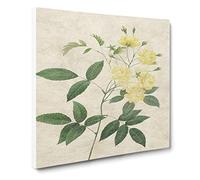 Lady Bank's Rose in Yellow by Pierre Joseph Redoute Canvas Print | Gallery Wrapped 30mm Frame Wall Art | 20x20 inches | Ready to Hang | Retro Floral Picture | Living Room Bedroom Lounge Office