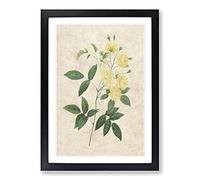 Lady Bank's Rose in Yellow by Pierre-Joseph Redoute Framed Print | A2 Black Framed Wall Art | Ready to Hang | Modern Floral Picture | Living Room Bedroom Lounge Office