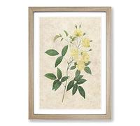Lady Bank's Rose in Yellow by Pierre-Joseph Redoute Framed Print | A2 Oak Framed Wall Art | Ready to Hang | Modern Floral Picture | Living Room Bedroom Lounge Office