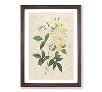 Lady Bank's Rose in Yellow by Pierre-Joseph Redoute Framed Print | A2 Walnut Framed Wall Art | Ready to Hang | Modern Floral Picture | Living Room Bedroom Lounge Office
