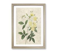 Lady Bank'S Rose In Yellow By Pierre Joseph Redoute Vintage Framed Print | A2 Oak Framed Wall Art | Ready to Hang | Classic Floral Picture | Living Room Bedroom Lounge Office