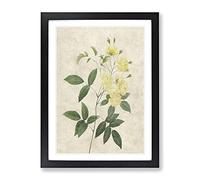 Lady Bank'S Rose In Yellow By Pierre Joseph Redoute Vintage Framed Print | A4 Black Framed Wall Art | Ready to Hang | Classic Floral Picture | Living Room Bedroom Lounge Office