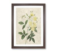 Lady Bank'S Rose In Yellow By Pierre Joseph Redoute Vintage Framed Print | A4 Walnut Framed Wall Art | Ready to Hang | Classic Floral Picture | Living Room Bedroom Lounge Office